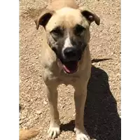 Foto dell\'animale cane - Matr. 2017/1034 - Microchip 380260043267344