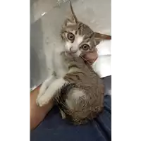 Foto dell\'animale gatto - Matr. 2022/1364 - Microchip 380260044579516