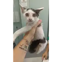 Foto dell\'animale gatto - Matr. 2022/1370 - Microchip 380260044579661