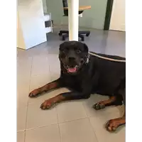 Foto dell\'animale cane - Matr. 2021/0748 - Microchip 380260002755887