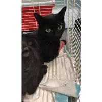 Foto dell\'animale gatto - Matr. 2022/1378 - Microchip 380260044437555