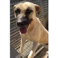 Foto dell\'animale cane - Matr. 2017/1033 - Microchip 380260043310116