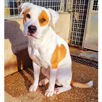cane - Matr. 2022/1383 - Microchip 380260044437496