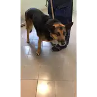 Foto dell\'animale cane - Matr. 2022/1384 - Microchip 380260044441677