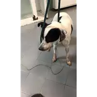 Foto dell\'animale cane - Matr. 2022/1385 - Microchip 380260044440786