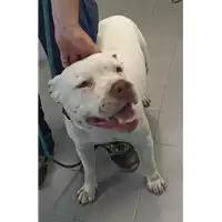 Foto dell\'animale cane - Matr. 2022/1388 - Microchip 380260101955631