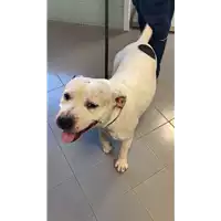 Foto dell\'animale cane - Matr. 2022/1389 - Microchip 380260101141100
