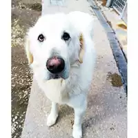 Foto dell\'animale cane - Matr. 2022/1391 - Microchip 380260044441467