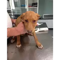 Foto dell\'animale cane - Matr. 2017/1037 - Microchip 380260043134721