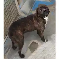 Foto dell\'animale cane - Matr. 2022/1390 - Microchip 380260044468826