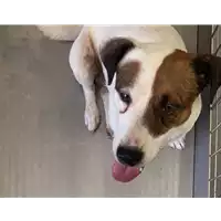 Foto dell\'animale cane - Matr. 2022/1400 - Microchip 380260044437207
