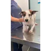 Foto dell\'animale cane - Matr. 2022/1401 - Microchip 380260100657790