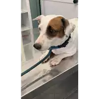 Foto dell\'animale cane - Matr. 2022/1403 - Microchip 380260100657743
