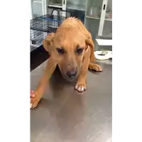 Foto dell\'animale cane - Matr. 2017/1036 - Microchip 380260043153633