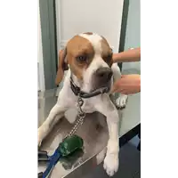 Foto dell\'animale cane - Matr. 2022/1399 - Microchip 380260160018920