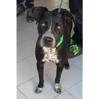 Foto dell\'animale cane - Matr. 2022/1417 - Microchip 380260044437182