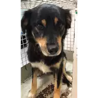 Foto dell\'animale cane - Matr. 2022/1421 - Microchip 380260044440848