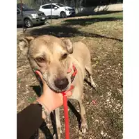 cane - Matr. 2017/0877 - Microchip 380260043268880