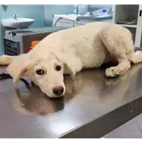 Foto dell\'animale cane - Matr. 2022/1431 - Microchip 380260044437648
