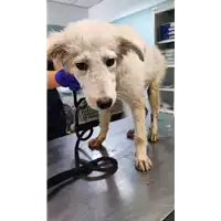 Foto dell\'animale cane - Matr. 2022/1432 - Microchip 380260044440490