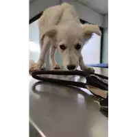 Foto dell\'animale cane - Matr. 2022/1435 - Microchip 380260044437536