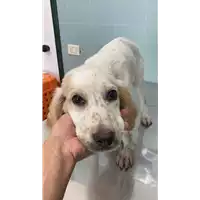 Foto dell\'animale cane - Matr. 2022/1438 - Microchip 380260044441236