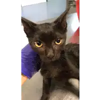 Foto dell\'animale gatto - Matr. 2022/1447 - Microchip 380260044437552