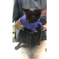gatto - Matr. 2022/1448 - Microchip 380260044437362