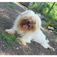 Foto dell\'animale cane - Matr. 2022/1251 - Microchip 380260044816719