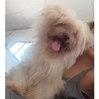 Foto dell\'animale cane - Matr. 2022/1250 - Microchip 380260060061957