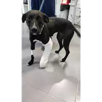 cane - Matr. 2022/1451 - Microchip 380260044437348