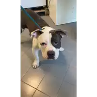 Foto dell\'animale cane - Matr. 2022/1452 - Microchip 380260044437020