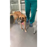 Foto dell\'animale cane - Matr. 2022/1453 - Microchip 380260102175317