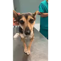 Foto dell\'animale cane - Matr. 2022/1454 - Microchip 380260044437563