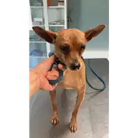 Foto dell\'animale cane - Matr. 2022/1455 - Microchip 380260002703214
