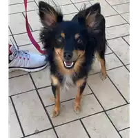 Foto dell\'animale cane - Matr. 2022/1462 - Microchip 380260101815157