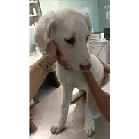 Foto dell\'animale cane - Matr. 2022/1465 - Microchip 380260044437622