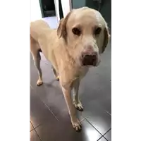 Foto dell\'animale cane - Matr. 2022/1466 - Microchip 380260044436965