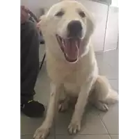 Foto dell\'animale cane - Matr. 2017/1042 - Microchip 380260043269405