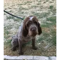Foto dell\'animale cane - Matr. 2022/0982 - Microchip 380260080257841