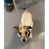 Foto dell\'animale cane - Matr. 2022/1473 - Microchip 380260044732510