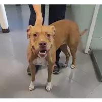 Foto dell\'animale cane - Matr. 2019/2668 - Microchip 380260043854367