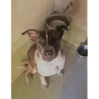 Foto dell\'animale cane - Matr. 2017/1043 - Microchip 380260043285294