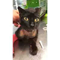 Foto dell\'animale gatto - Matr. 2022/1480 - Microchip 380260044732867