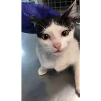 gatto - Matr. 2022/1483 - Microchip 380260044732485