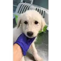 Foto dell\'animale cane - Matr. 2022/1485 - Microchip 380260044732362