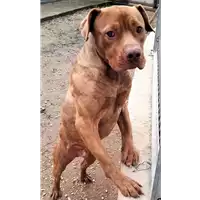 Foto dell\'animale cane - Matr. 2022/1486 - Microchip 380260044732830