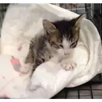 Foto dell\'animale gatto - Matr. 2017/1045 - Microchip 380260043268887