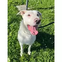 Foto dell\'animale cane - Matr. 2022/1498 - Microchip 380260044733012