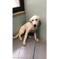 Foto dell\'animale cane - Matr. 2022/1497 - Microchip 380260044732855